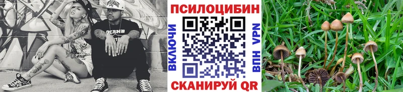 KRAKEN tor  Трёхгорный  Псилоцибиновые грибы Psilocybe 